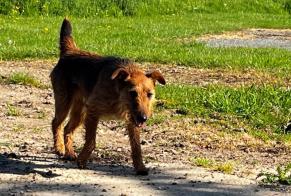 Fundmeldung Hund Weiblich Charencey Frankreich