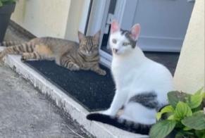 Vermisstmeldung Katze Weiblich , 2 jahre Ouarville Frankreich