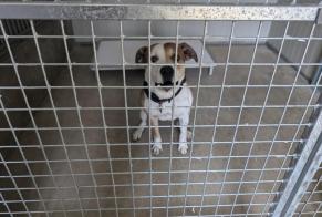 Fundmeldung Hund rassenmischung Männliche Vitré Frankreich