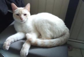 Vermisstmeldung Katze rassenmischung Männliche , 3 jahre Saint-Quentin Frankreich