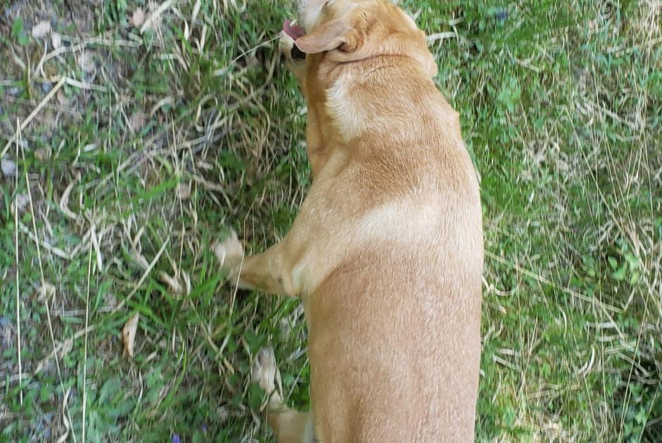 Fundmeldung Hund  Männliche Pierre-Percée Frankreich
