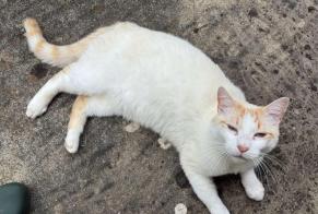 Vermisstmeldung Katze Männliche , 2 jahre Verosvres Frankreich