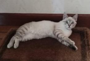 Vermisstmeldung Katze rassenmischung Weiblich , 1 jahre Fontet Frankreich