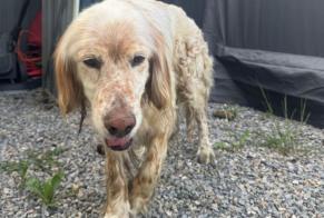 Fundmeldung Hund Männliche Bordères-sur-l'Échez Frankreich