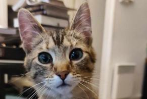 Vermisstmeldung Katze  Weiblich , 1 jahre Vire Normandie Frankreich
