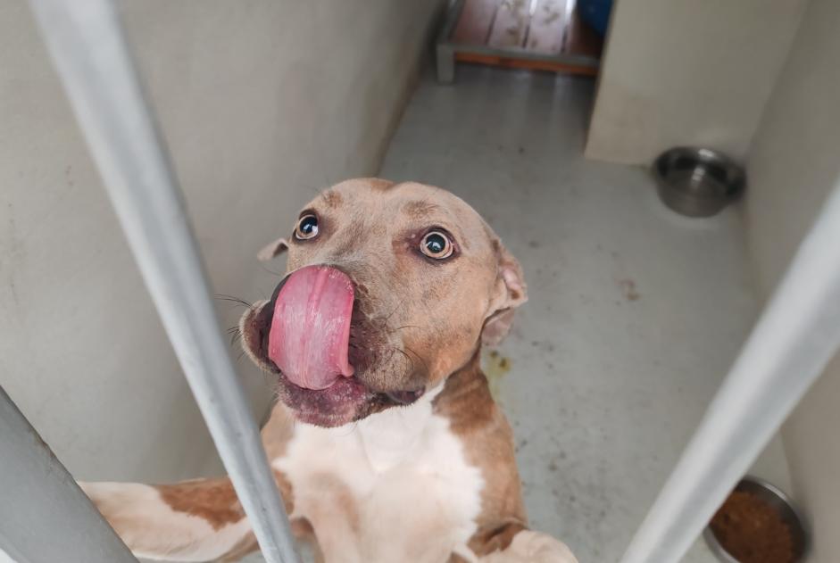 Fundmeldung Hund rassenmischung Weiblich , 2 Jahre Houilles Frankreich