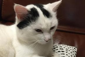 Vermisstmeldung Katze Weiblich , 6 jahre Saint-Brice-sur-Vienne Frankreich