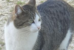 Vermisstmeldung Katze  Weiblich , 5 jahre Gainneville Frankreich