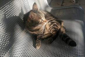 Fundmeldung Katze Unbekannt Nice Frankreich