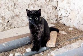 Fundmeldung Katze Weiblich Saint-Méard-de-Gurçon Frankreich