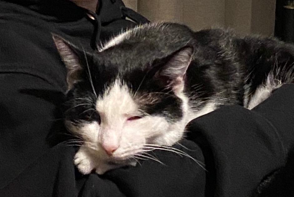 Vermisstmeldung Katze Männliche , 14 jahre Tourville-la-Rivière Frankreich