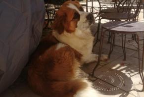 Vermisstmeldung Hund  Weiblich , 2 jahre Poncins Frankreich