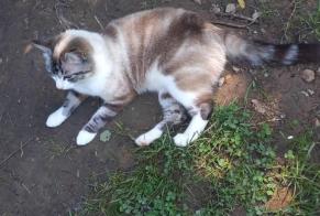 Fundmeldung Katze  Weiblich Alvignac Frankreich