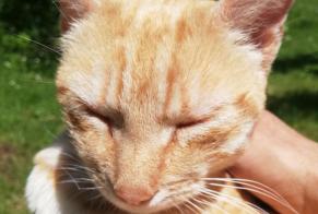 Fundmeldung Katze rassenmischung Weiblich Torsac Frankreich