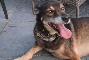 Fundmeldung Hund rassenmischung Männliche Sainte-Gemme Frankreich