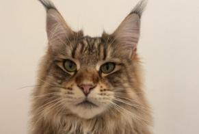 Vermisstmeldung Katze  Männliche , 2 jahre Decazeville Frankreich