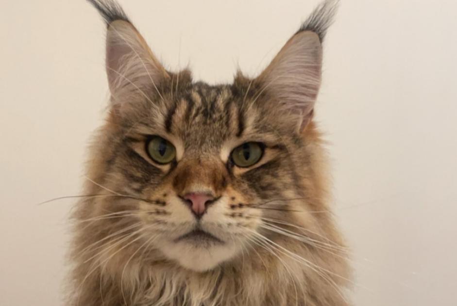 Vermisstmeldung Katze  Männliche , 2 jahre Decazeville Frankreich
