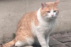 Fundmeldung Katze Unbekannt Talence Frankreich