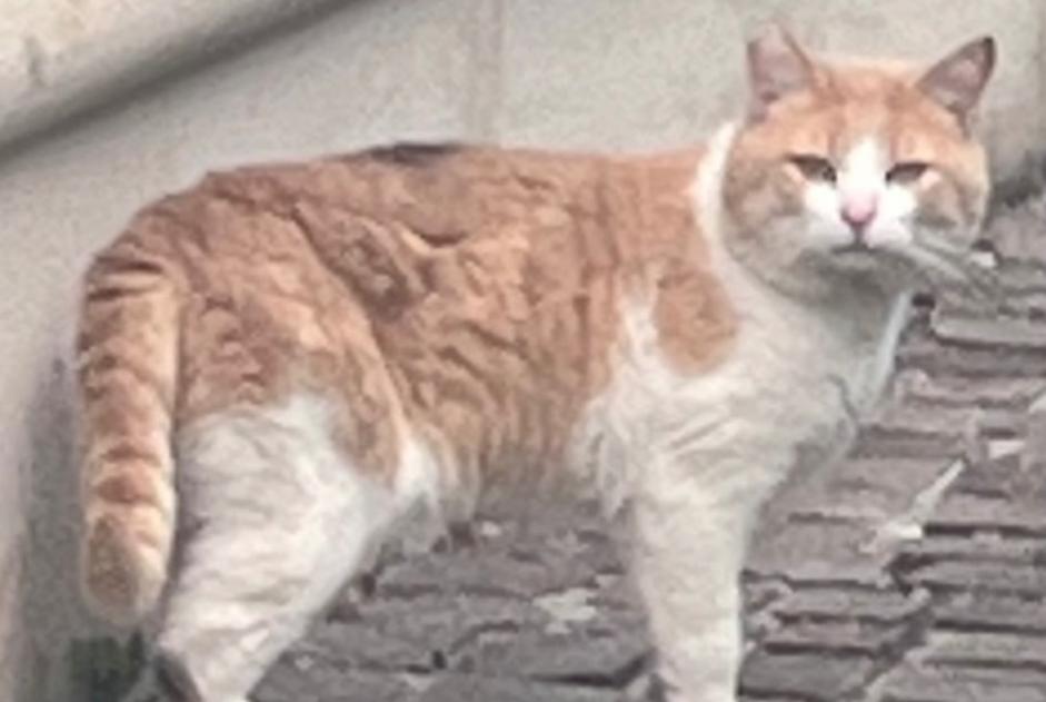Fundmeldung Katze Unbekannt Talence Frankreich