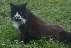 Fundmeldung Katze Weiblich Noyen-sur-Sarthe Frankreich
