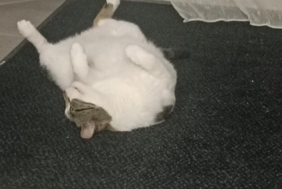 Vermisstmeldung Katze Männliche , 7 jahre Luisant Frankreich