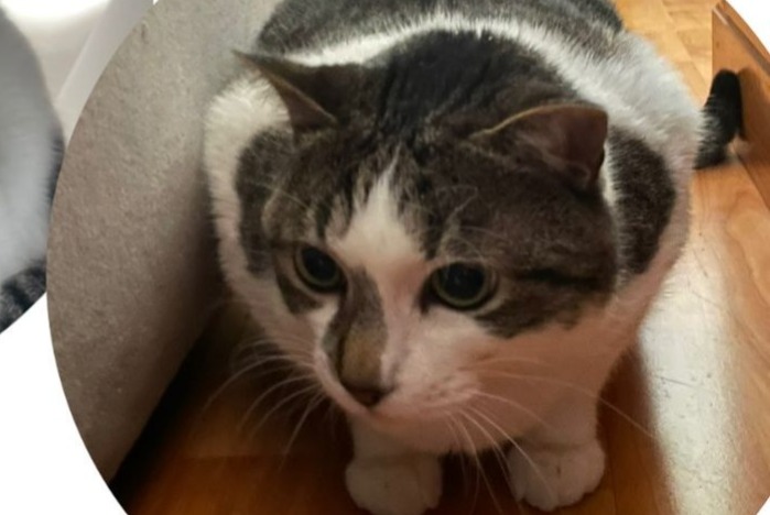 Vermisstmeldung Katze Männliche , 7 jahre Luisant Frankreich