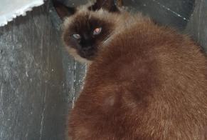 Vermisstmeldung Katze  Weiblich , 10 jahre Baix Frankreich