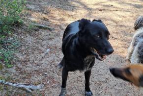 Fundmeldung Hund rassenmischung Weiblich Les Sables-d'Olonne Frankreich