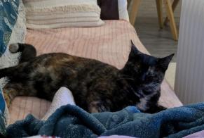 Vermisstmeldung Katze rassenmischung Weiblich , 1 jahre La Roche-sur-Yon Frankreich