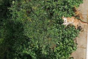 Fundmeldung Katze rassenmischung Unbekannt Onet-le-Château Frankreich