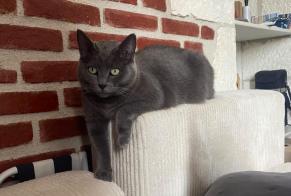 Vermisstmeldung Katze rassenmischung Weiblich , 6 jahre Saint-Doulchard Frankreich