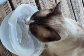 Fundmeldung Katze  Männliche Portets Frankreich