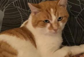 Fundmeldung Katze Männliche Solignac-sous-Roche Frankreich