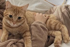 Vermisstmeldung Katze  Männliche , 2 jahre Montpellier Frankreich