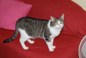 Disappearance alert Cat Female , 19 years Dompierre-les-Ormes France