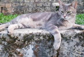 Disappearance alert Cat miscegenation Male , 9 years Noisy-sur-Oise France