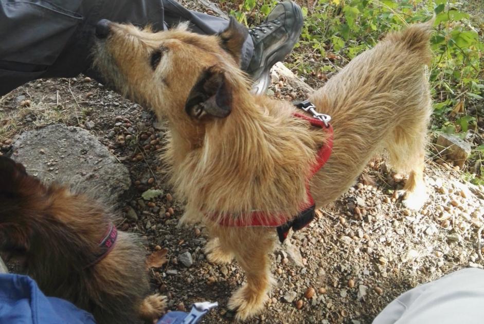 Disappearance alert Dog miscegenation Male , 14 years Kunheim France