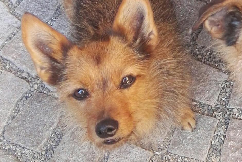 Disappearance alert Dog miscegenation Female , 17 years Kunheim France