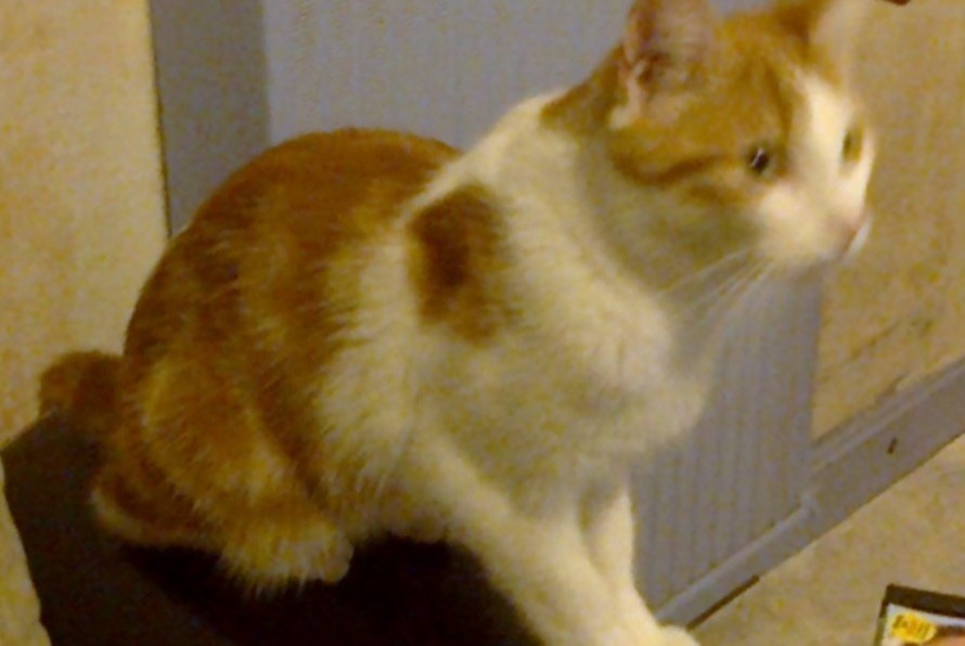 Disappearance alert Cat  Male , 7 years Vesles-et-Caumont France