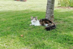 Disappearance alert Cat Female , 6 years Voulton France