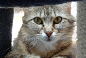 Disappearance alert Cat  Female , 4 years Avrainville France