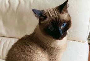 Disappearance alert Cat  Female , 12 years Villeneuve-Saint-Denis France