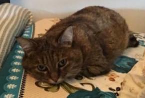 Disappearance alert Cat  Female , 16 years Viry-Châtillon France