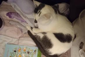 Disappearance alert Cat miscegenation Male , 3 years Saint-Pierre-la-Garenne France