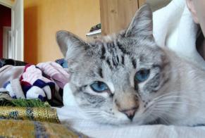 Disappearance alert Cat miscegenation Male , 1 years Chalon-sur-Saône France