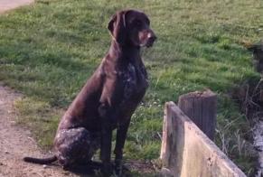Disappearance alert Dog  Female , 3 years Saint-Georges-de-Reintembault France