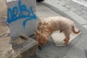 Discovery alert Dog miscegenation Male Rennes France