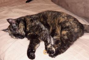 Disappearance alert Cat Female , 6 years Iffendic France