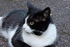 Discovery alert Cat Unknown Rennes France