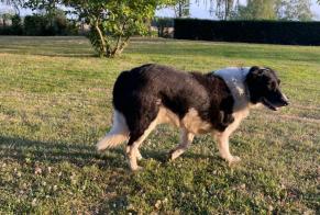 Discovery alert Dog Male L'Abergement-Sainte-Colombe France